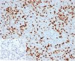 Myeloperoxidase/MPO Antibody in Immunohistochemistry (Paraffin) (IHC (P))