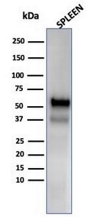 Myeloperoxidase/MPO Antibody in Western Blot (WB)