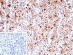 Myeloperoxidase/MPO Antibody in Immunohistochemistry (Paraffin) (IHC (P))