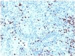 Myeloperoxidase/MPO Antibody in Immunohistochemistry (Paraffin) (IHC (P))