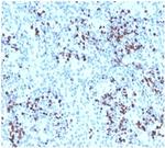 Myeloperoxidase/MPO Antibody in Immunohistochemistry (Paraffin) (IHC (P))