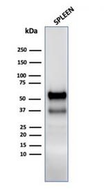 Myeloperoxidase/MPO Antibody in Western Blot (WB)