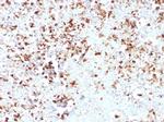 Myelin Protein Zero/MPZ Antibody in Immunohistochemistry (Paraffin) (IHC (P))