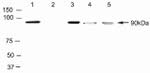 TOP1 Antibody in Immunoprecipitation (IP)