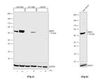 MMP2 Antibody