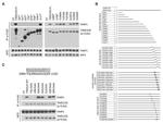 PARP1 Antibody in Western Blot (WB)