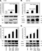 NFkB p65 Antibody in Western Blot (WB)