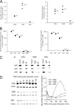 NFkB p65 Antibody in Western Blot (WB)