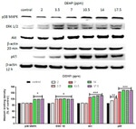 NFkB p65 Antibody in Western Blot (WB)