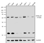 NFkB p65 Antibody in Western Blot (WB)