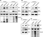 GAPDH Antibody in Western Blot (WB)