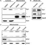 GAPDH Antibody in Western Blot (WB)