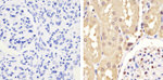 GAPDH Antibody in Immunohistochemistry (Paraffin) (IHC (P))