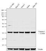 Caspase 3 Antibody in Western Blot (WB)