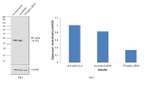 PP1 alpha Antibody in Western Blot (WB)