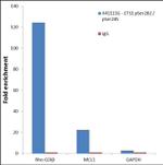 Phospho-ETS1 (Ser282, Ser285) Antibody