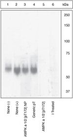 Phospho-AMPK alpha-1,2 (Thr183, Thr172) Antibody in Western Blot (WB)