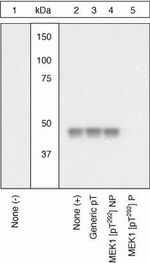 Phospho-MEK1 (Thr292) Antibody in Western Blot (WB)