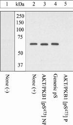 Phospho-AKT1 (Ser473) Antibody