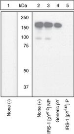 Phospho-IRS1 (Tyr612) Antibody in Western Blot (WB)