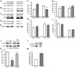 Phospho-Paxillin (Ser178) Antibody in Western Blot (WB)