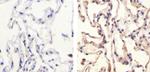 Phospho-Paxillin (Ser178) Antibody in Immunohistochemistry (Paraffin) (IHC (P))