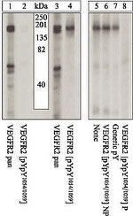 Phospho-VEGF Receptor 2 (Tyr1054) Antibody in Western Blot (WB)