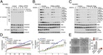 Phospho-VEGF Receptor 2 (Tyr1214) Antibody in Western Blot (WB)