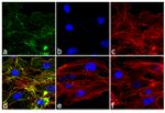 Phospho-VEGF Receptor 2 (Tyr1054, Tyr1059) Antibody