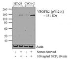 Phospho-VEGF Receptor 2 (Tyr1214) Antibody in Western Blot (WB)