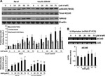 Phospho-AS160 (Thr642) Antibody in Western Blot (WB)