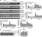 Phospho-AS160 (Thr642) Antibody in Western Blot (WB)