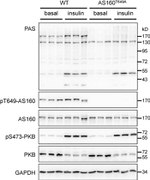 Phospho-AS160 (Thr642) Antibody in Western Blot (WB)