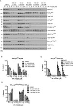 Phospho-PRAS40 (Thr246) Antibody in Western Blot (WB)