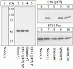 Phospho-ETS1 (Thr38) Antibody in Western Blot (WB)