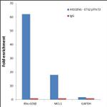 Phospho-ETS2 (Thr72) Antibody in ChIP Assay (ChIP)