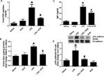 Phospho-VE-cadherin (Tyr658) Antibody in Western Blot (WB)