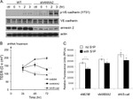 Phospho-VE-cadherin (Tyr731) Antibody in Western Blot (WB)