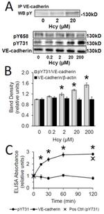 Phospho-VE-cadherin (Tyr731) Antibody in Western Blot (WB)