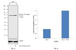 Phospho-VE-cadherin (Tyr731) Antibody