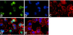 Phospho-AMPK alpha-1,2 (Thr183, Thr172) Antibody in Immunocytochemistry (ICC/IF)