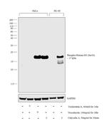 Phospho-Histone H3 (Ser10) Antibody