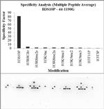 Phospho-Histone H3 (Ser10) Antibody in Peptide array (Array)