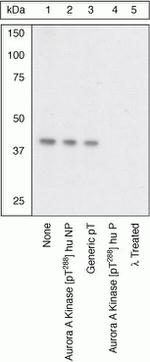 Phospho-Aurora A (Thr288) Antibody in Western Blot (WB)