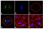 Phospho-Aurora A (Thr288) Antibody