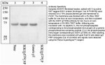 Phospho-SGK1 (Thr256) Antibody in Western Blot (WB)