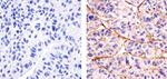 Phospho-SGK1 (Thr256) Antibody in Immunohistochemistry (Paraffin) (IHC (P))