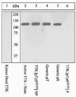 Phospho-TTK (Thr33, Ser37) Antibody in Western Blot (WB)