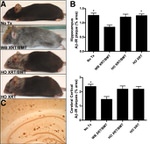 beta Amyloid (1-40) Antibody in Immunohistochemistry (IHC)