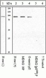 Phospho-MDM2 (Ser166) Antibody in Western Blot (WB)